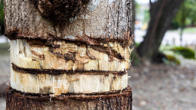 Girdling removal of tree trunk bark