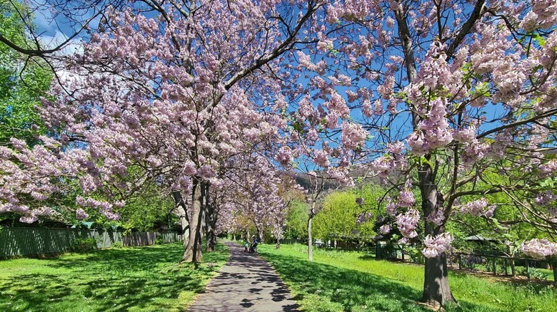 Avenue of empress trees 