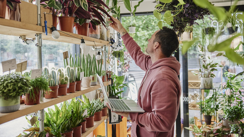 Person shopping for plants