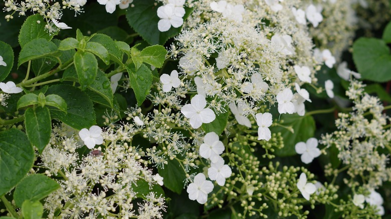 An Up close view of climbing hydrangea foliage and blooms