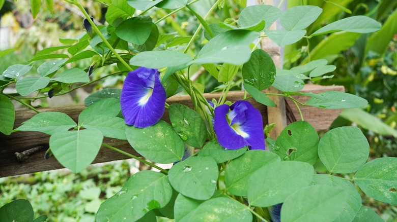 Butterfly pea plants