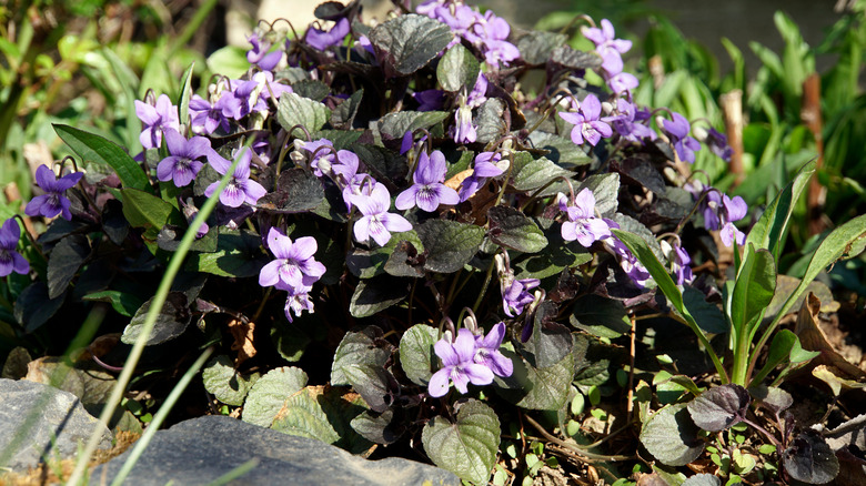 Labrador violet plant in garden