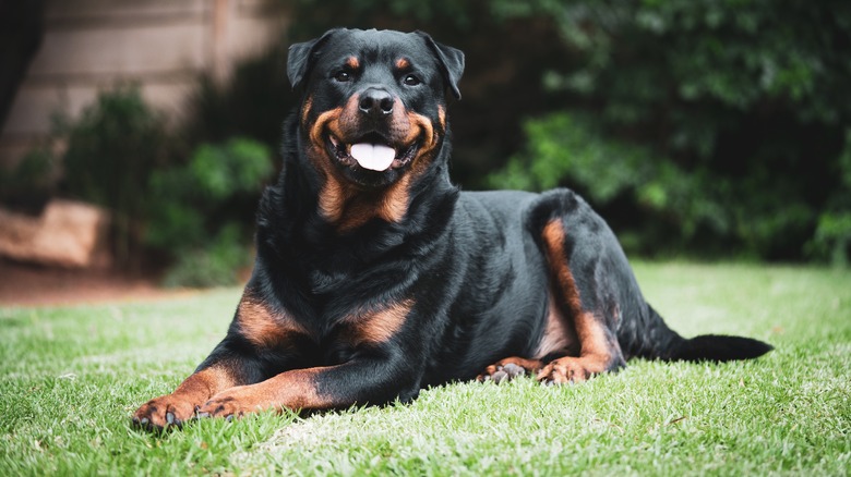 smiling dog in yard