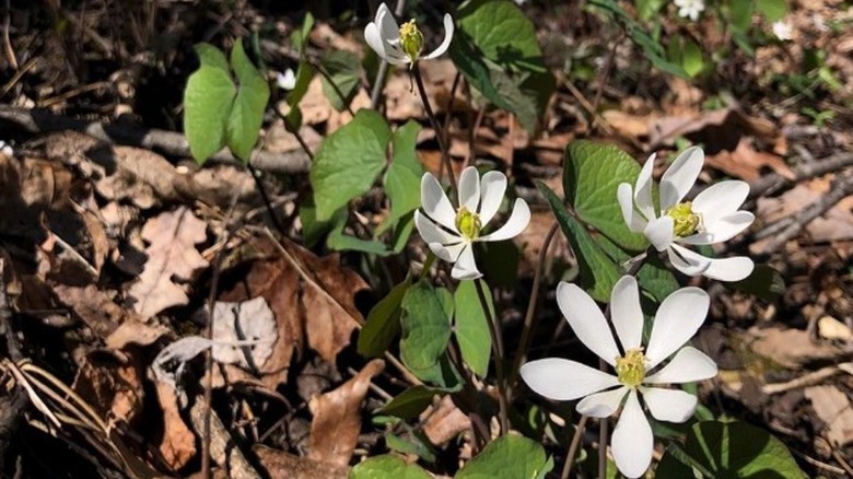 Twinleaf plant with white blooms