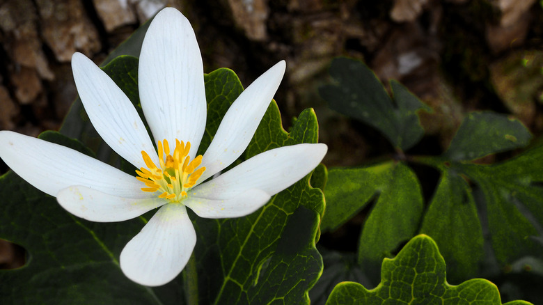 White twinleaf flower closeup