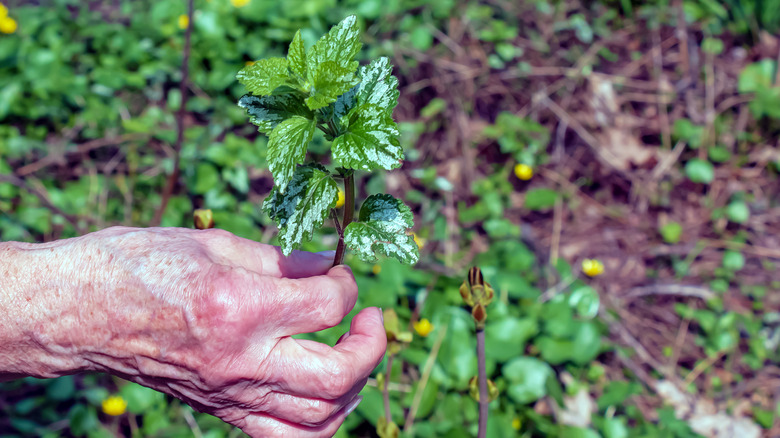 The Beautiful Yellow Flowering Plant That's Actually An Invasive Weed