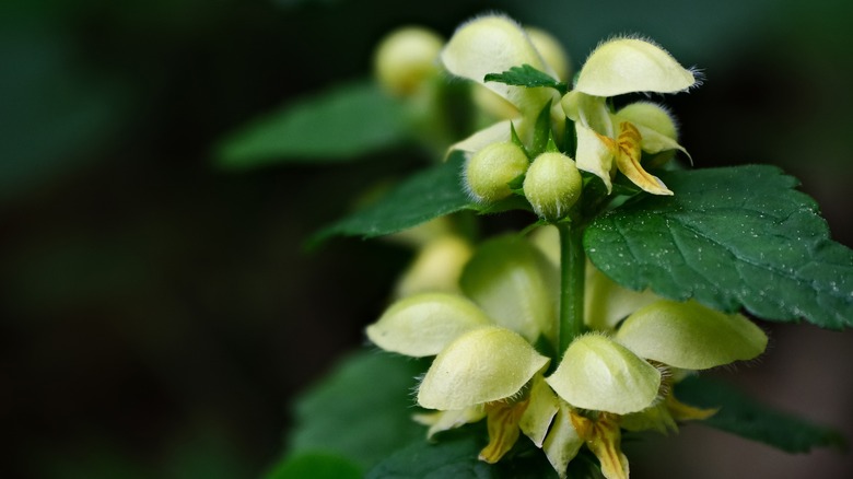 yellow archangel up close