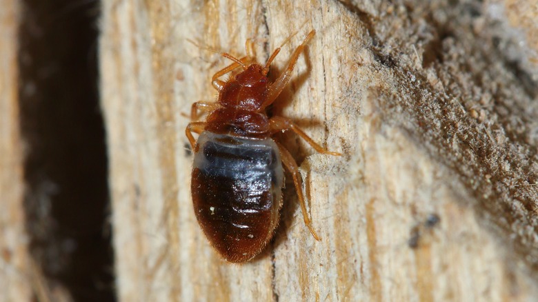 bat bug on wood