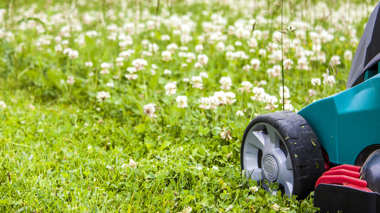 Mowing a row of clover