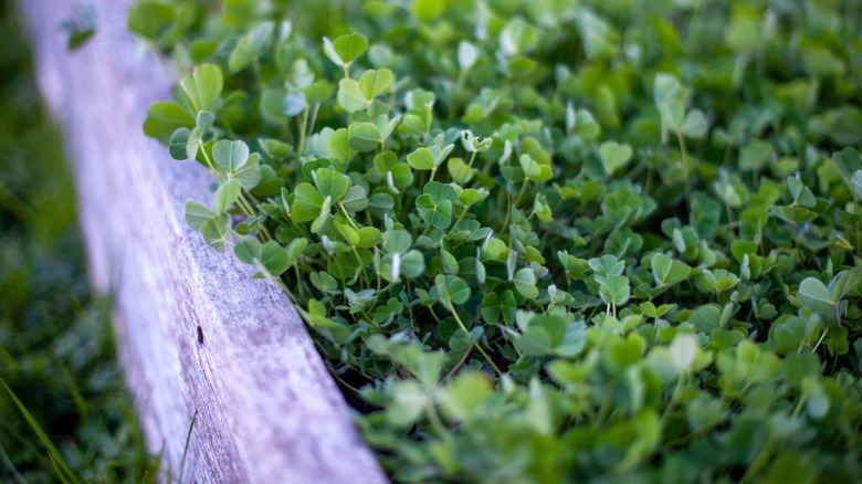 Clover grows next to garden