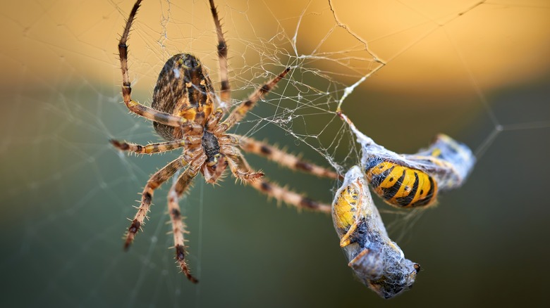 European Garden spider with web