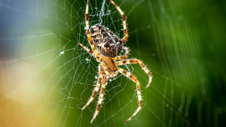 European Garden spider web