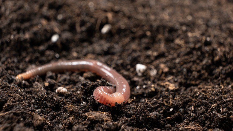 earthworm in fertile soil