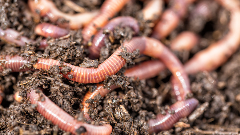 pile of worms in soil