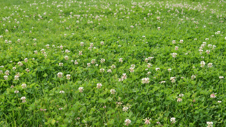 clover lawn