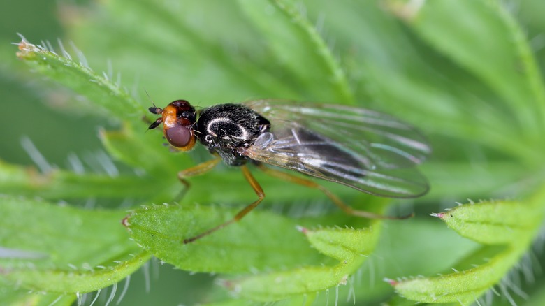 fly in garden