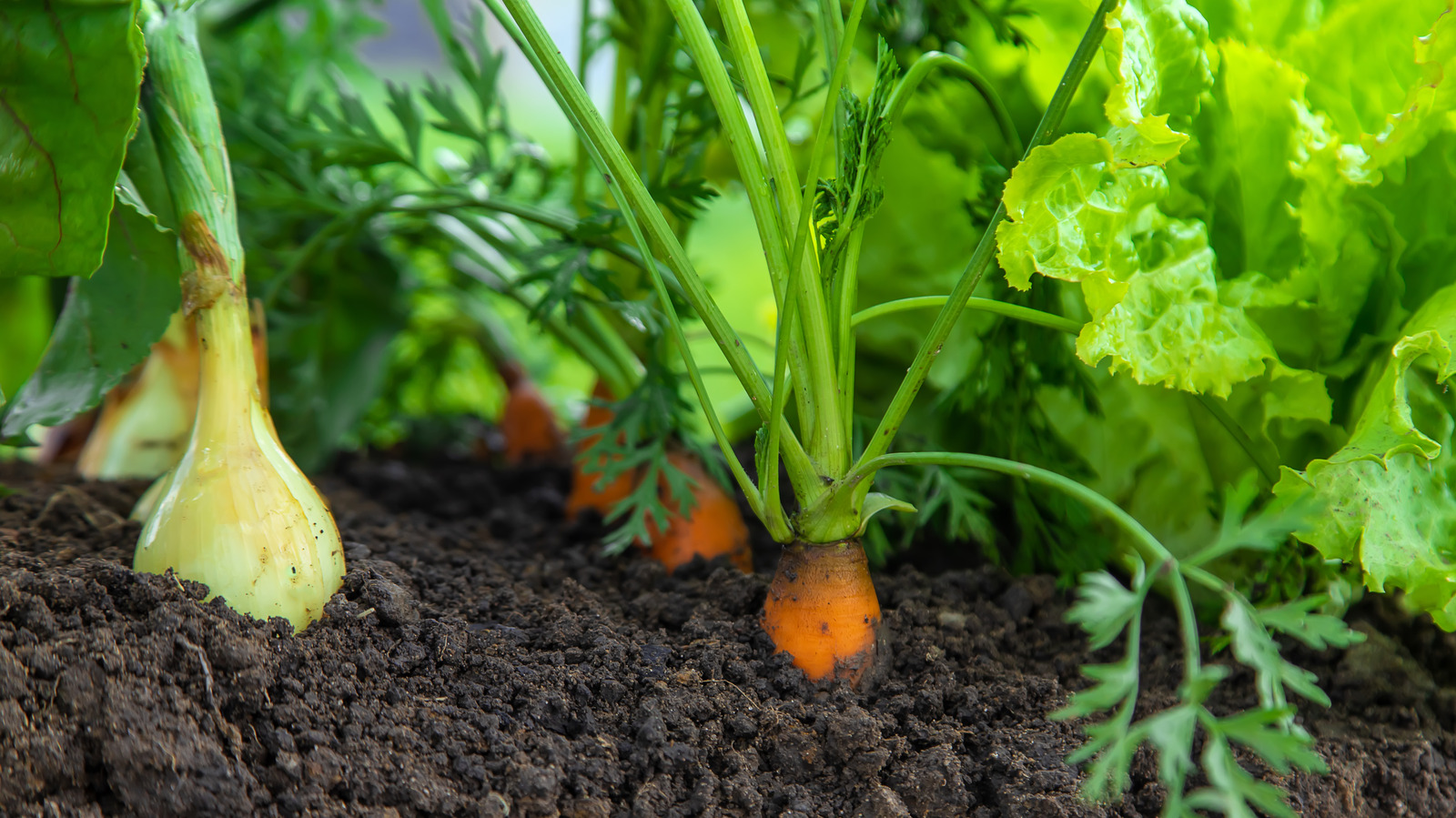 Carrot Fly Trap, Monitor and Trap Carrot Fly