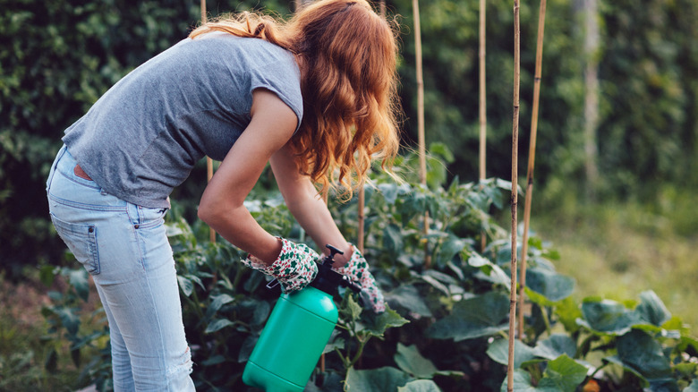 woman tending crops in garden