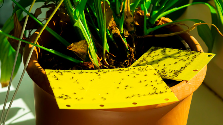 houseplant with stick gnat traps