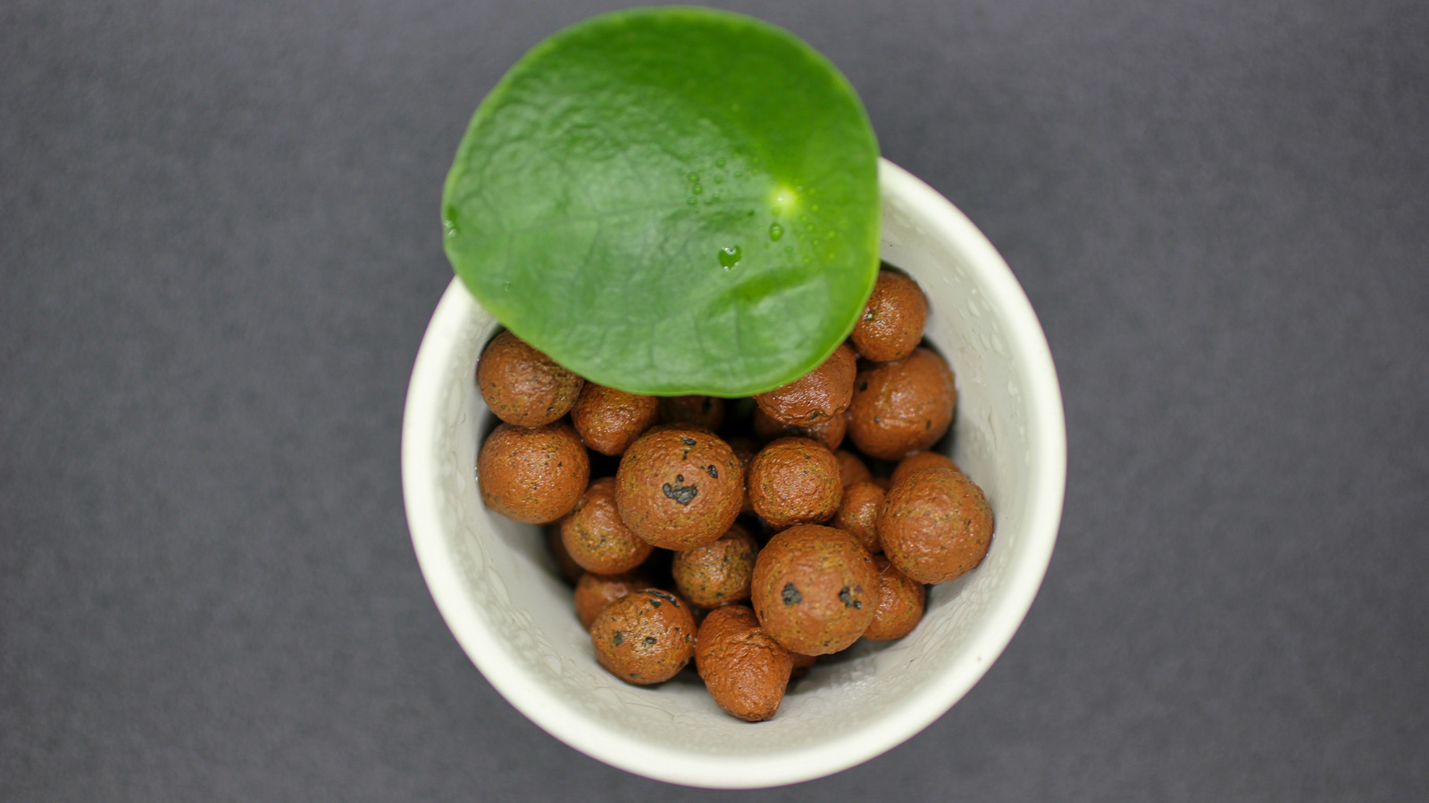 Quality Hydroponic Medium: Discover Clay Pebbles for Indoor Gardening