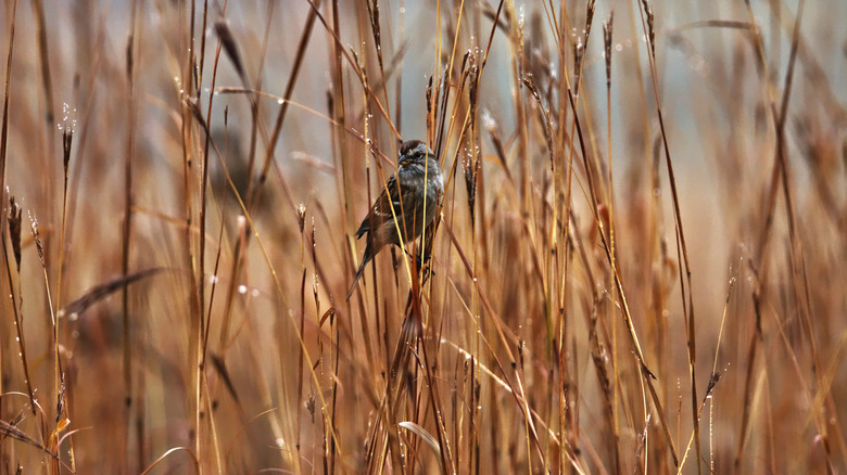 bird sitting on big bluestem