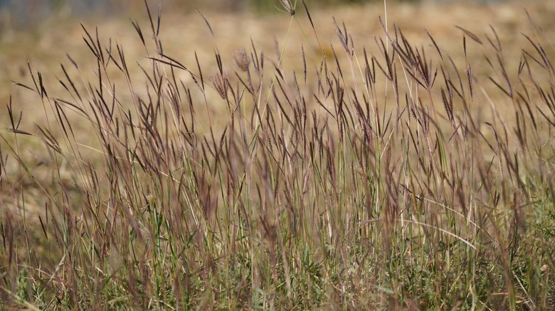 big bluestem grass