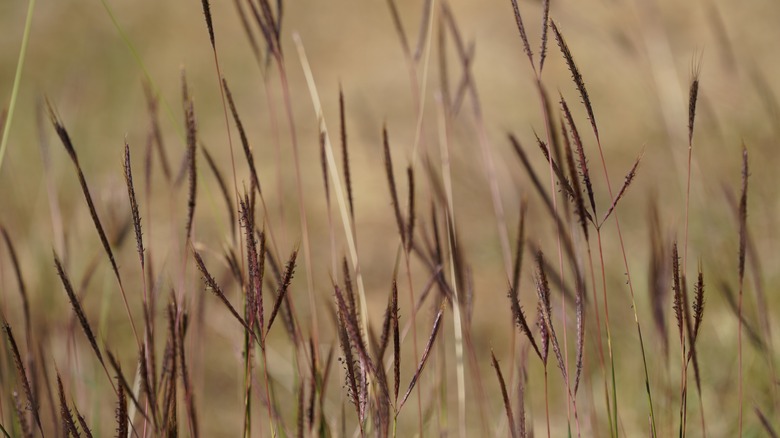 big bluestem grass 