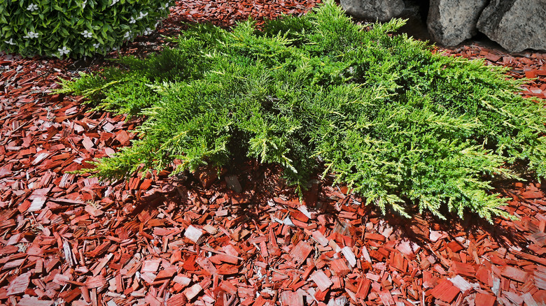 Cedar mulch around green plant