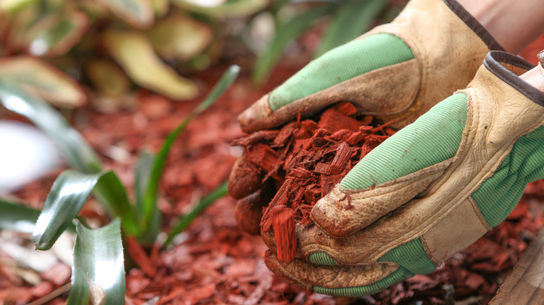 Gardener holding cedar mulch 