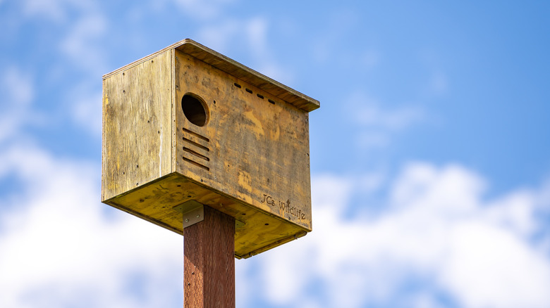 wooden owl box sits atop pole