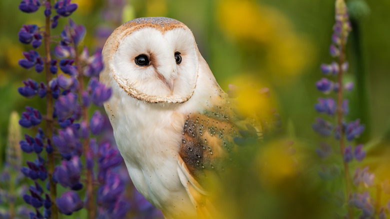 barn owl next to purple lupines