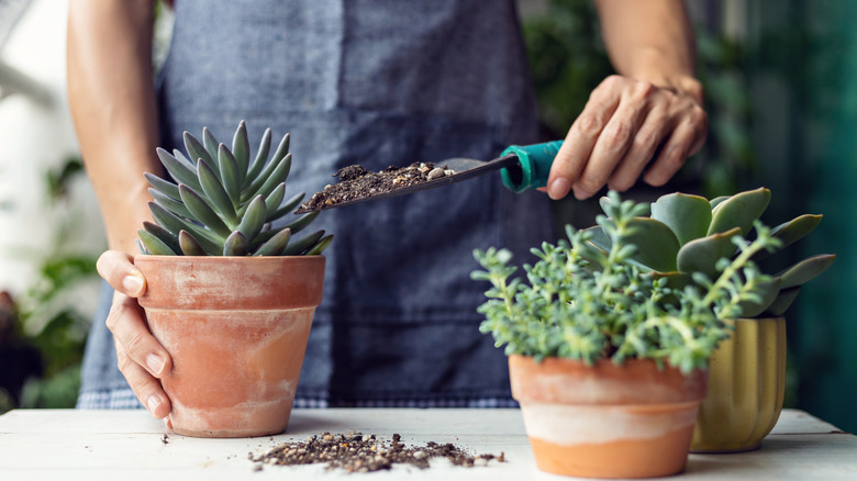 Woman planting succulent in pot