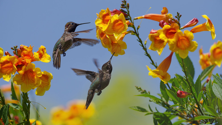 Hummingbirds hovering near flowers