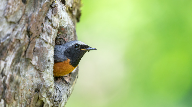 Bird living in tree hole