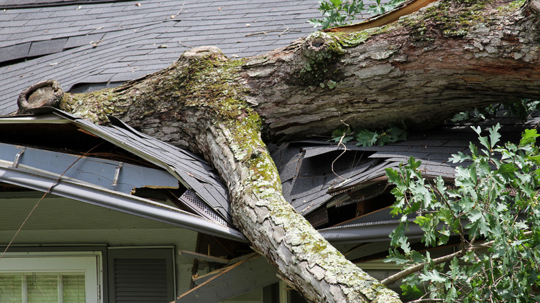 Fallen oak tree on house