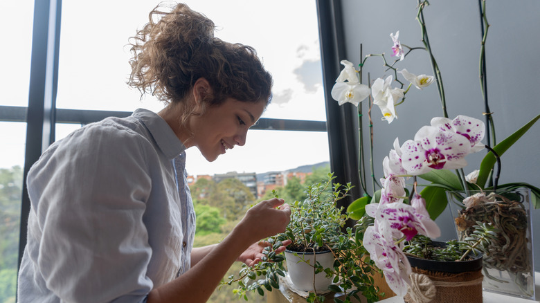 tending orchids in the home