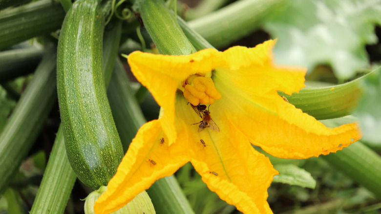 zucchini blossom with pollinator