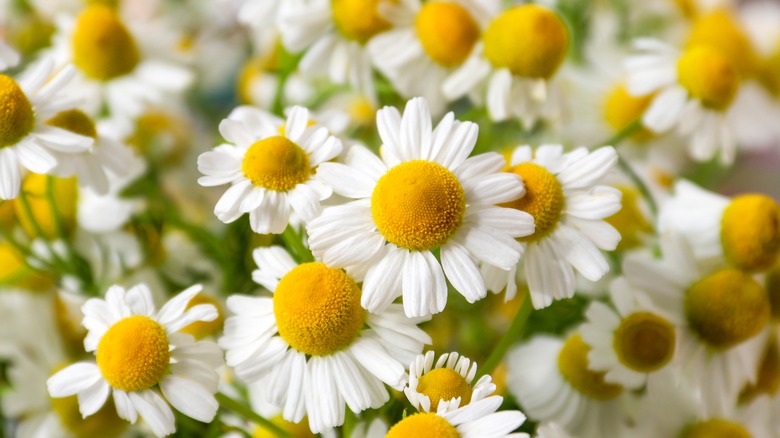 chamomile flowers