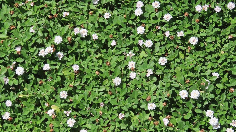 kurapia grass and white flowers