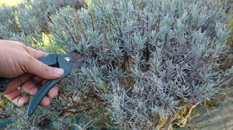 pruning lavender bush