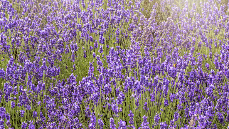 english lavender in lawn