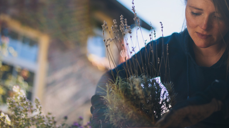 woman planting lavender