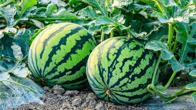 Watermelon fruit and plants 