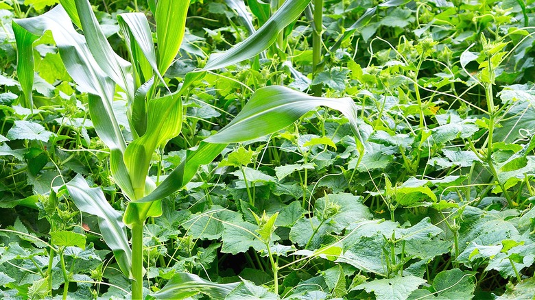 Corn growing with cucumbers