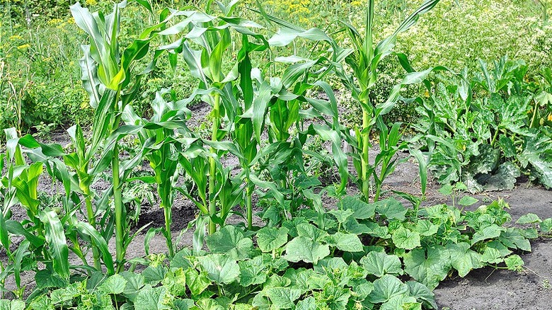 Corn and cucumbers growing together