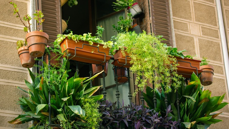 Small balcony filled with plants