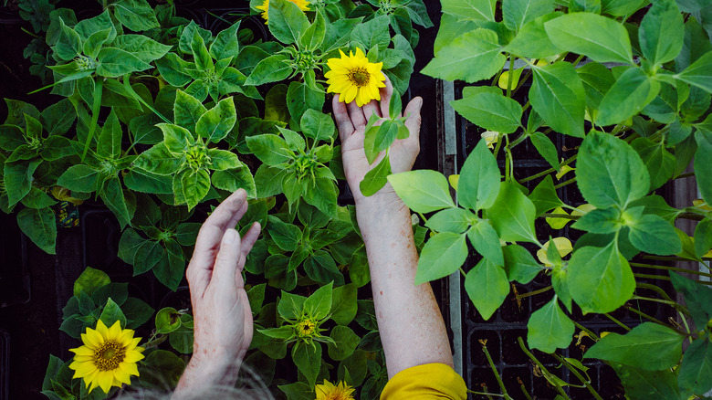 Person tending to sunflower garden