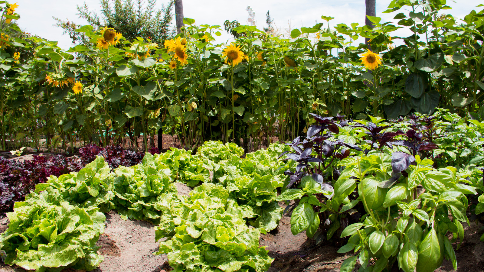 The Benefits Of Planting Basil Near Your Sunflowers