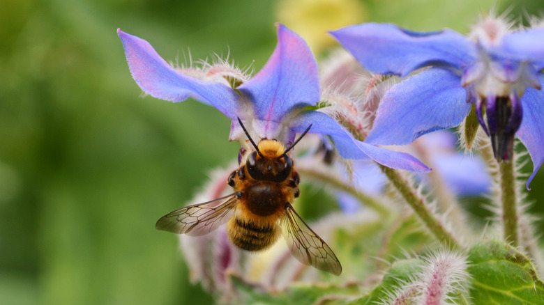 close-up of bee on borage