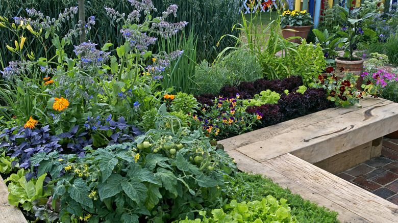 borage with other plants